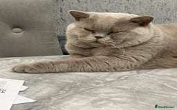 British Shorthair cats for sale: Lilac British shorthair kittens - Image 14