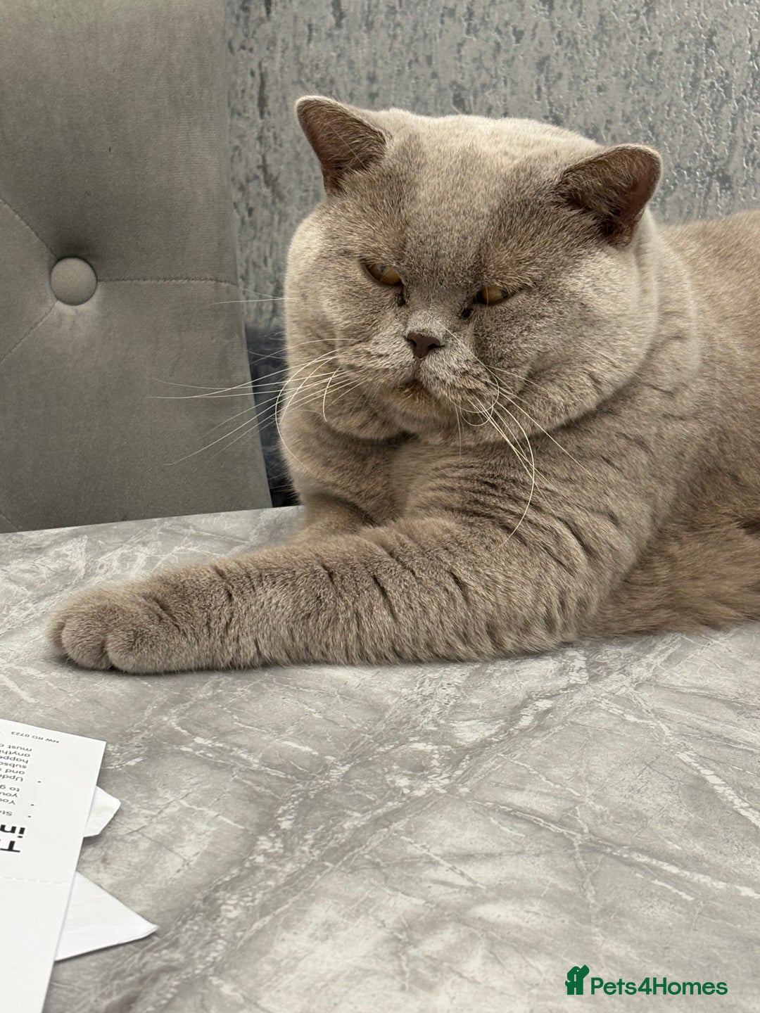 British Shorthair cats for sale: Lilac British shorthair kittens - Image 14