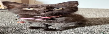 Mixed Breed Kitten 2