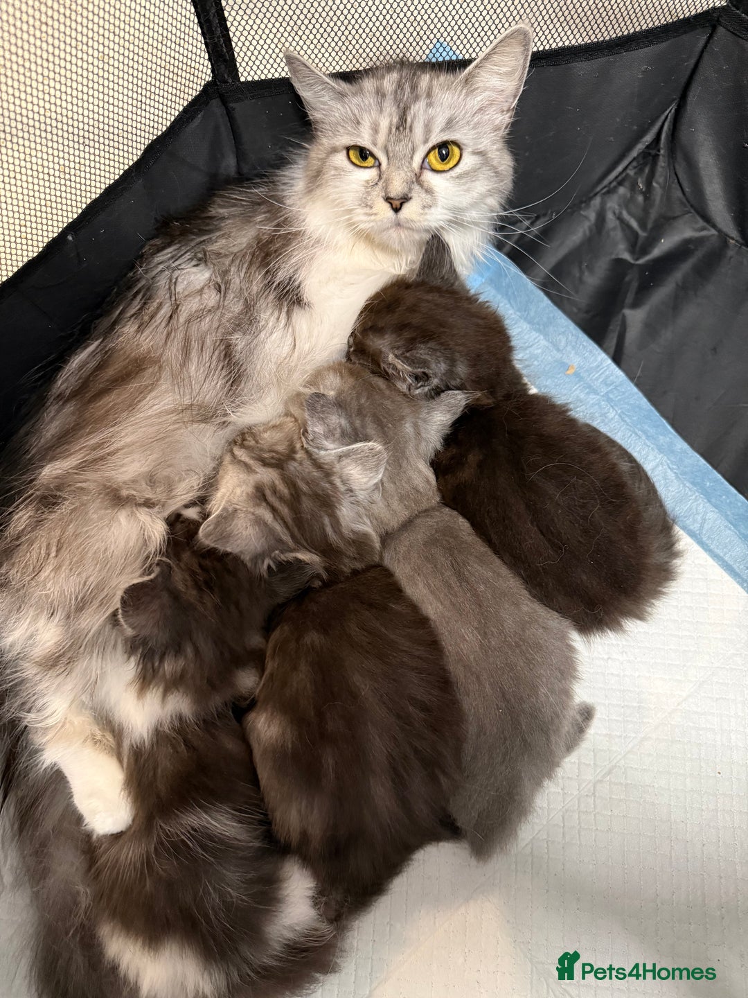 Persian cats for sale: ragdoll x persian kitties  - Advert 2