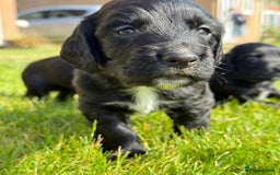 Cocker Spaniel dogs for sale: KC REG Cocker Spaniels - Image 24