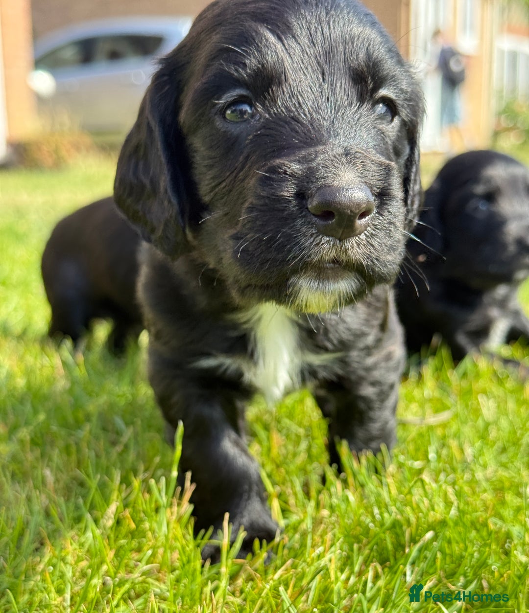 Cocker Spaniel dogs for sale: KC REG Cocker Spaniels - Image 24