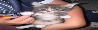 Maine Coon 3