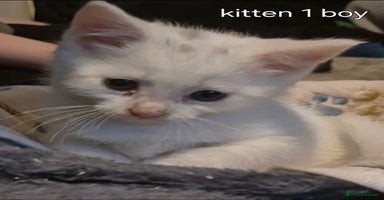 Maine Coon cats - Advert 5