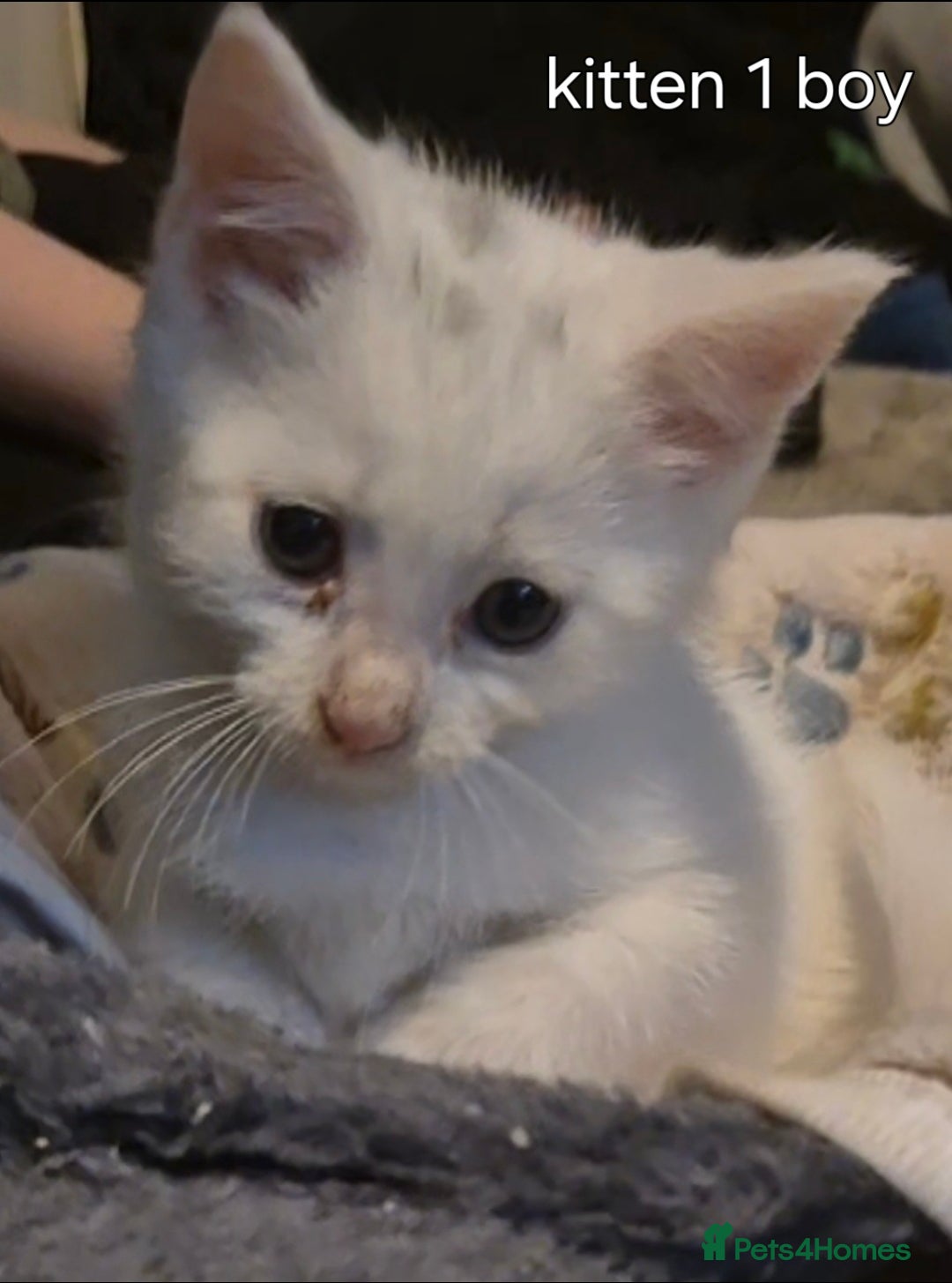 Maine Coon cats for sale: Maincoon kittens  - Image 2