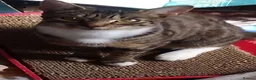 Mixed Breed cats for sale: Mixed breed cats - Advert 3