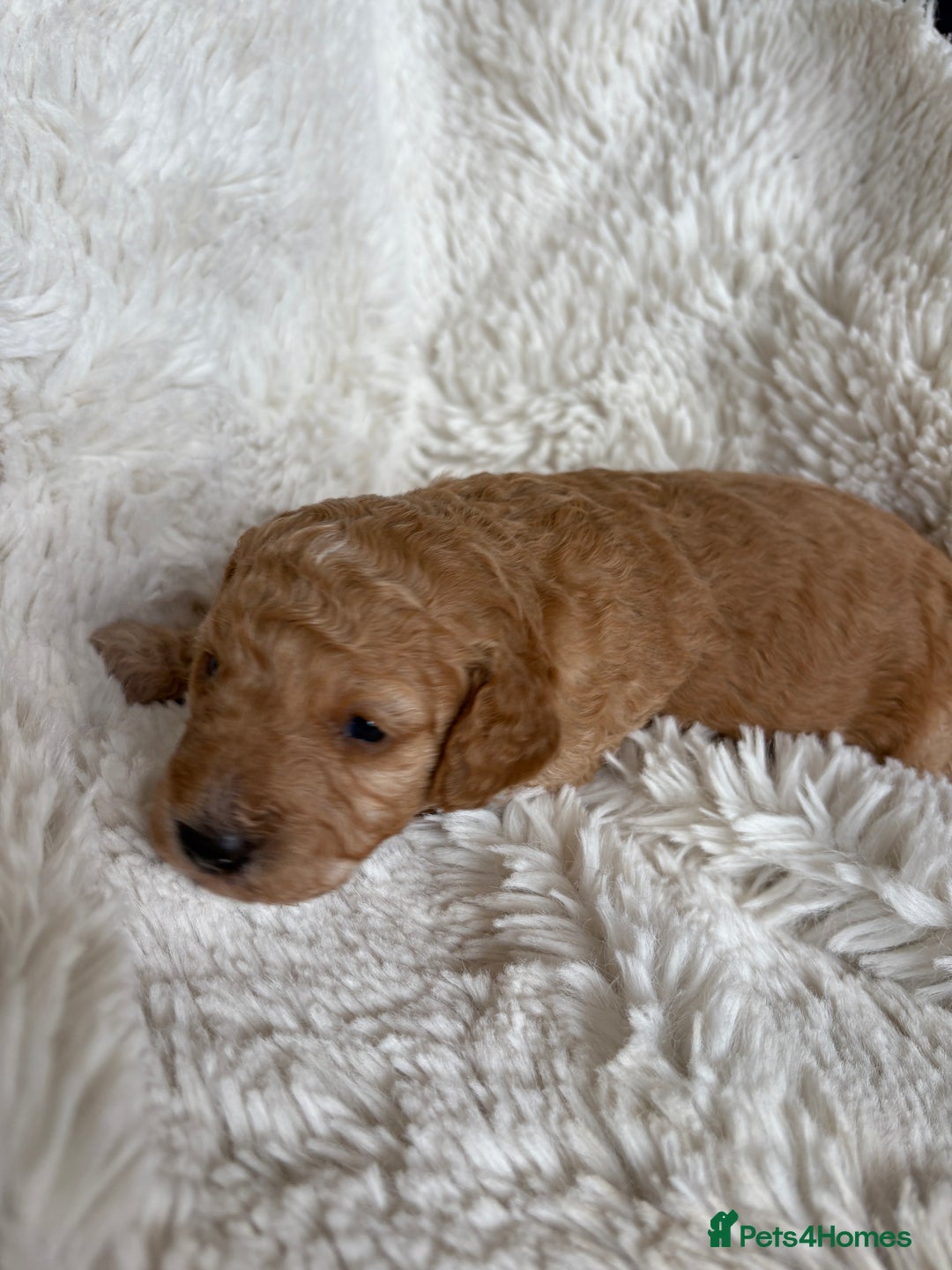 Cavapoo dogs for sale: Beautiful cavapoo puppies from a family home - Advert 32