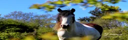 Other Breed horses for sale: Stunning fresian x cob for sale in Dunfermline - Advert 3