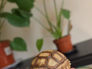 Tortoise reptiles 2026 baby sulcata available - Advert 1