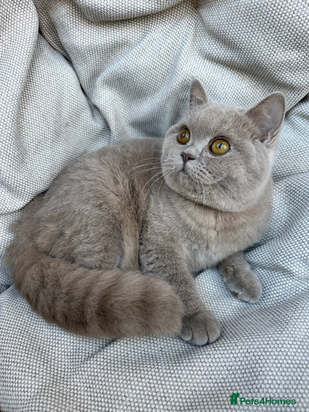 British Shorthair cats for sale: Ready British Shorthair Chunky Kittens - Advert 22