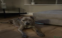 Mixed Breed dogs for sale: Staff x cane corso merle and grey pups for sale  - Image 8