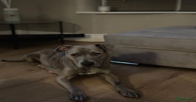 Mixed Breed dogs - Advert 2
