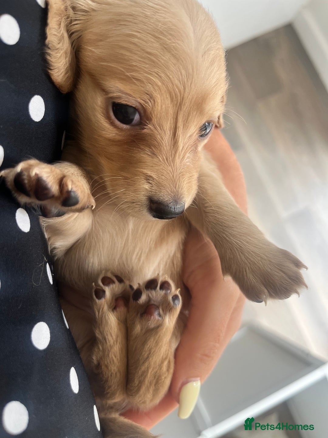 Miniature Dachshund dogs for sale: Long hair cream mini dachshund puppies 30th july in Liverpool - Image 9