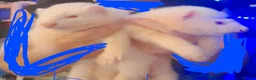 Ferret rodents for sale: 2 male ferrets for sale - Advert 5