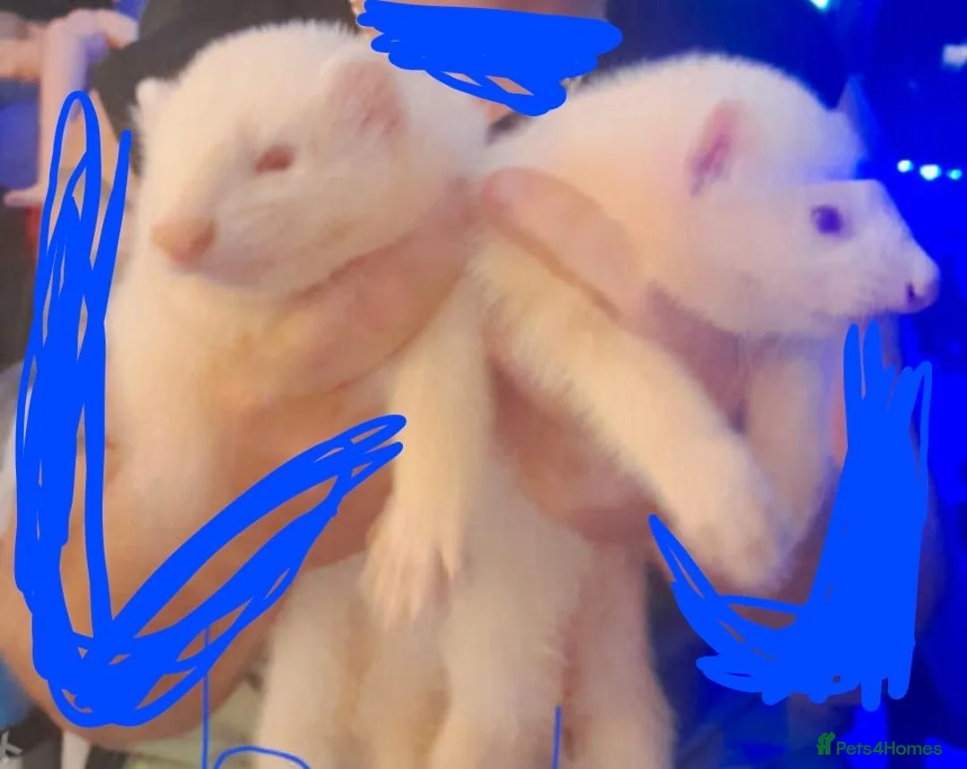 Ferret rodents for sale: 2 male ferrets for sale - Advert 5