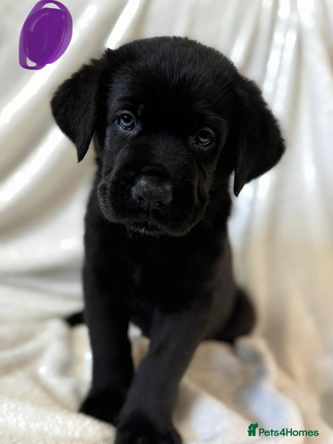 Mixed Breed dogs for sale: German shepherd cross neapolitan mastiff male - Image 2
