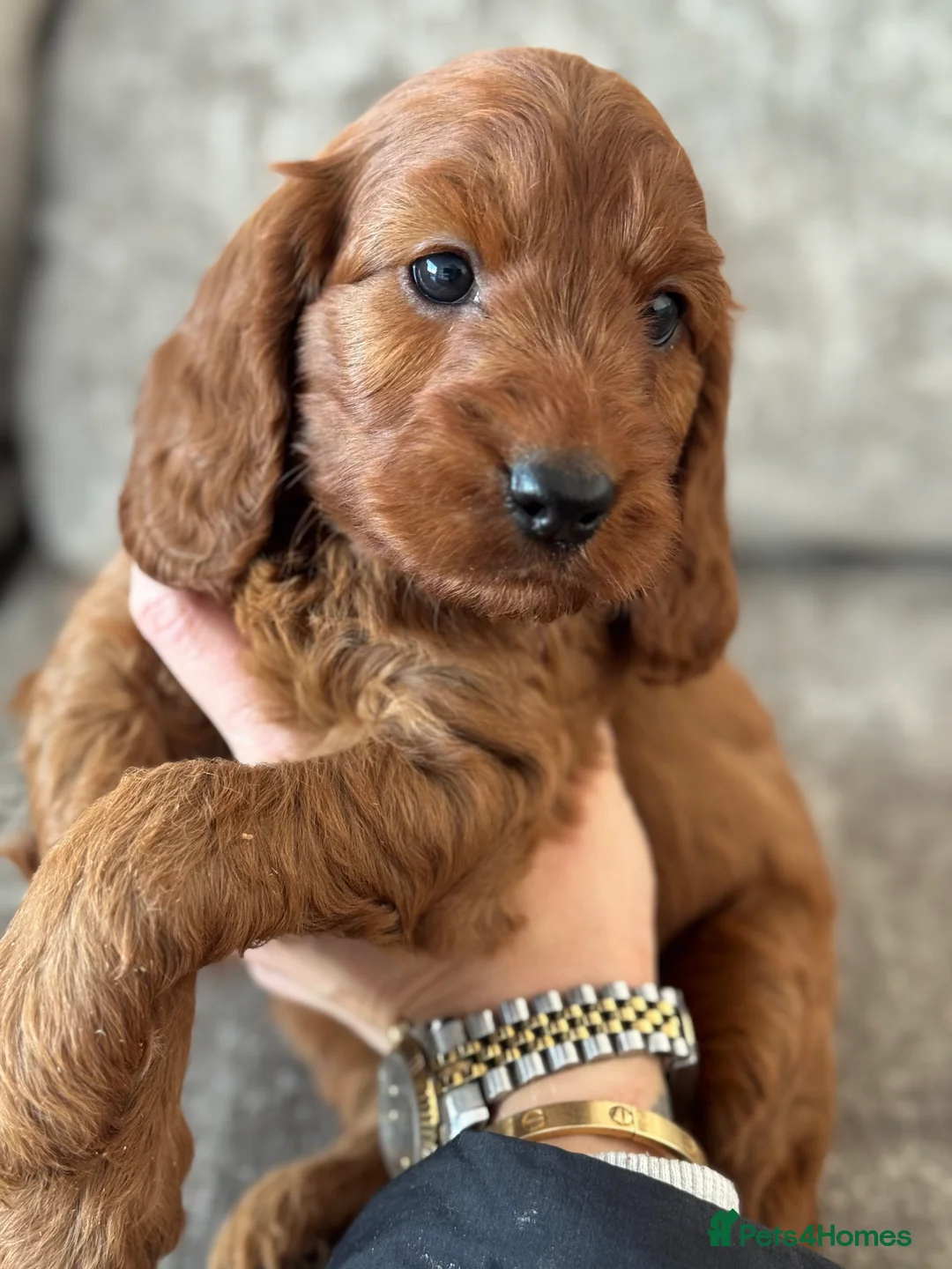 Cockapoo dogs for sale: BEAUTIFUL RED COCKAPOO PUPS HEALTH TESTED PARENTS - Advert 3