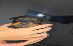 Rottweiler dogs for sale: Rotweiller pup - Image 6