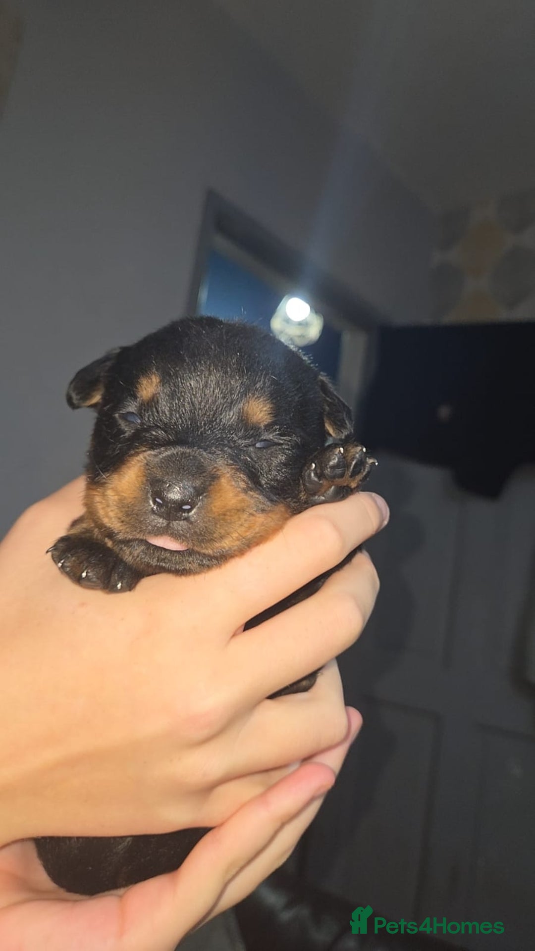 Rottweiler dogs for sale: Rotweiller pup - Image 6