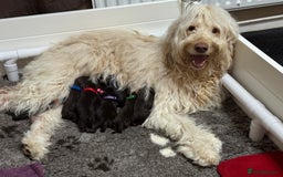 Labradoodle dogs for sale: F4b Standard Labradoodles (Fully Health Tested) - Advert 12