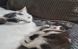 Mixed Breed cats for sale: Princess looking for a castle - Image 5