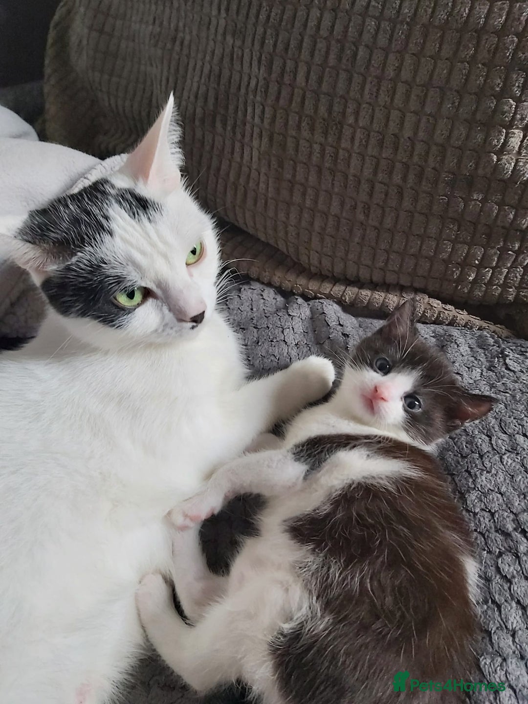 Mixed Breed cats for sale: Princess looking for a castle - Image 5