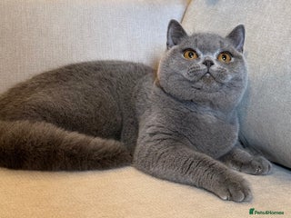 British Shorthair cats Blue girl - Advert 7