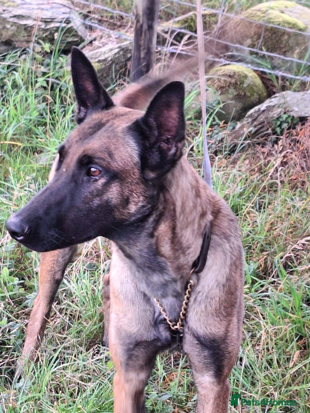 Belgian Shepherd Dog dogs for adoption: Newt is looking for her forever home! - Image 3