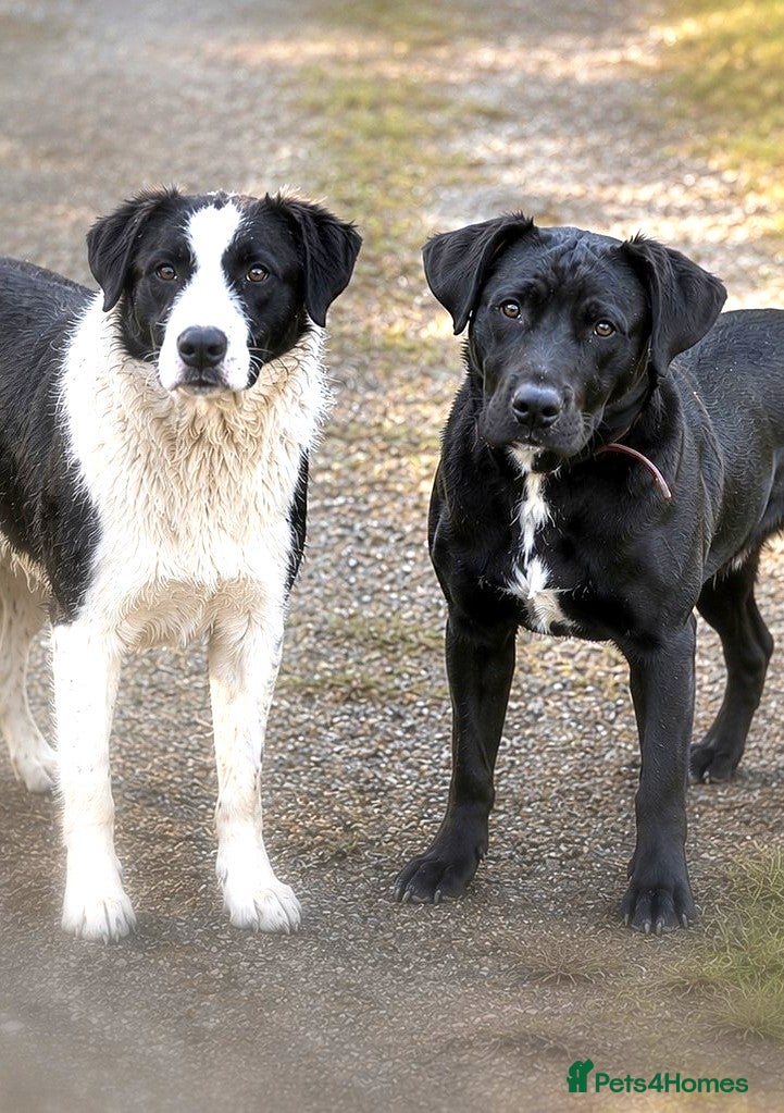 Mixed Breed dogs 🐾 2 Best Friends, One Golden Basket 💛 - Advert 20