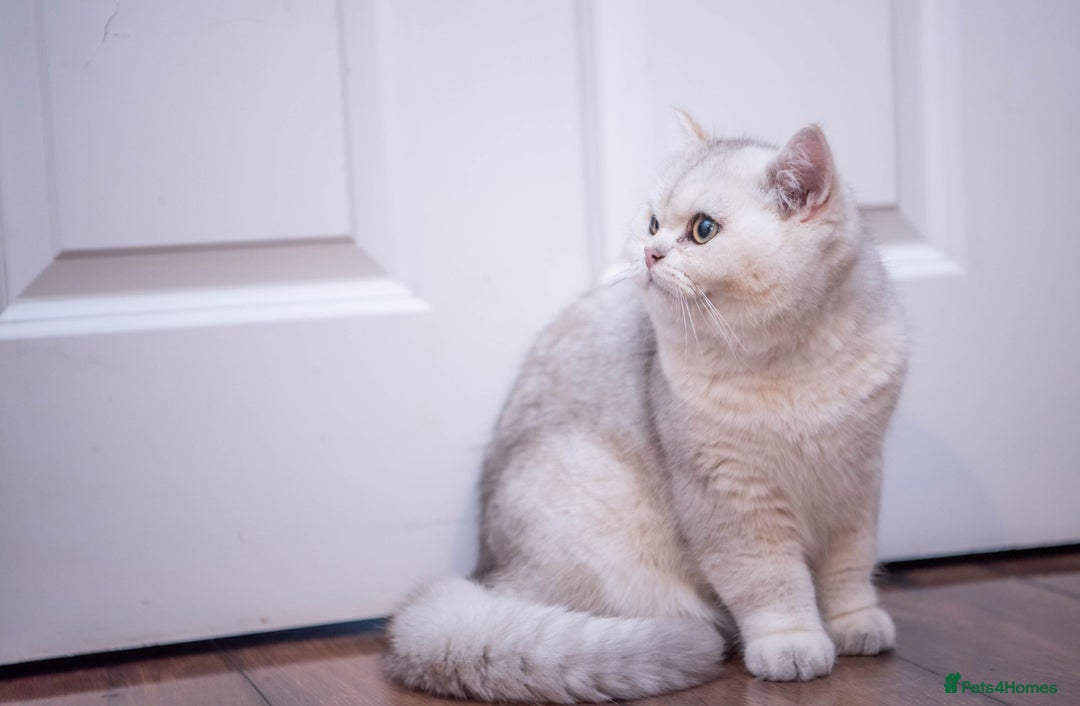 British Shorthair cats for stud: ❤ British Short Hair Active Stud ❤ Champion ❤ in Doncaster - Advert 39