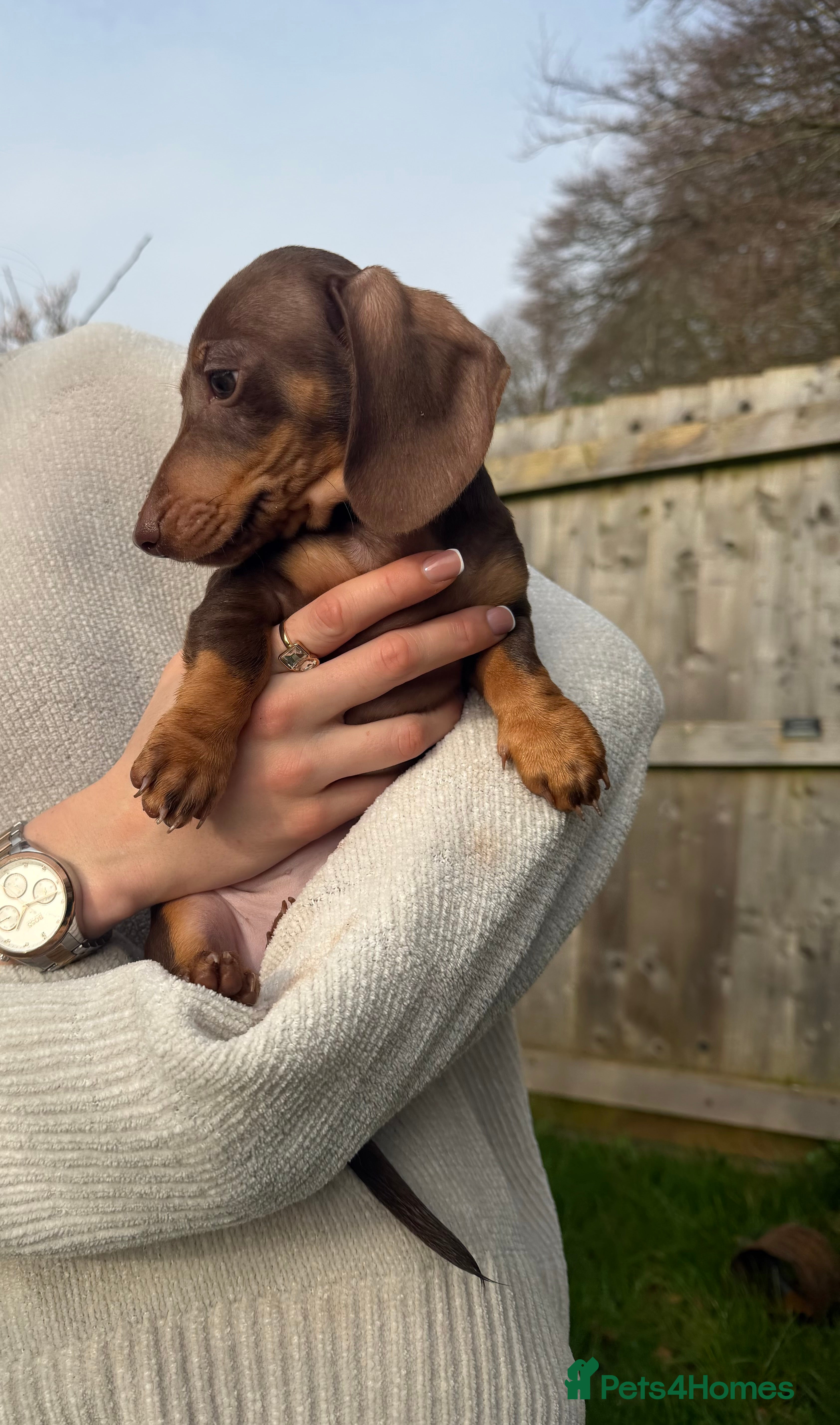 Miniature Dachshund dogs TWO Beautiful Dachshund Male Puppies Ready now  - Advert 4