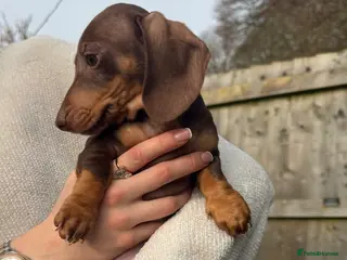 Miniature Dachshund dogs TWO Beautiful Dachshund Male Puppies Ready now - Advert 4