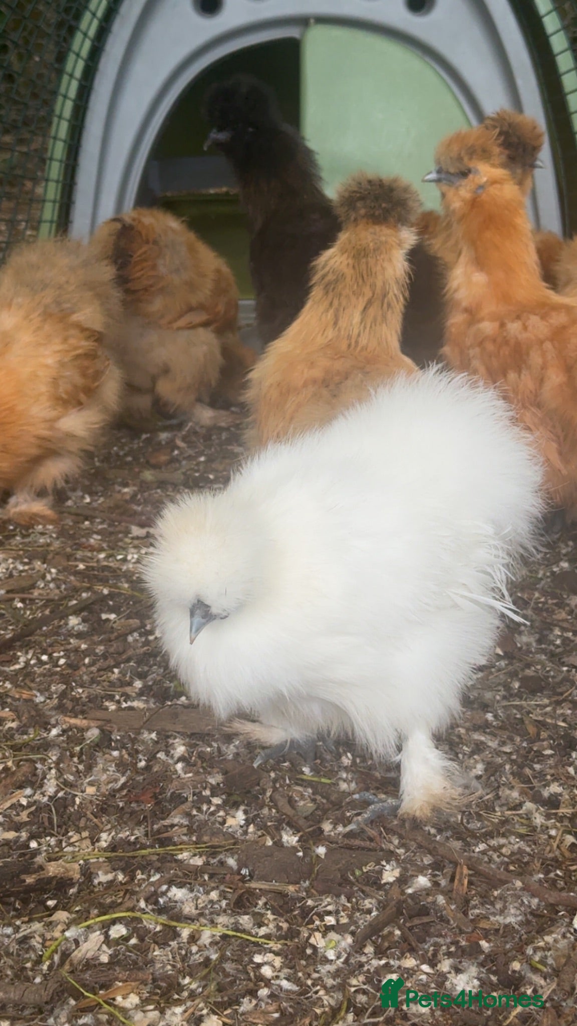 Chickens poultry Silkie hens x8 kings Lynn  - Advert 17