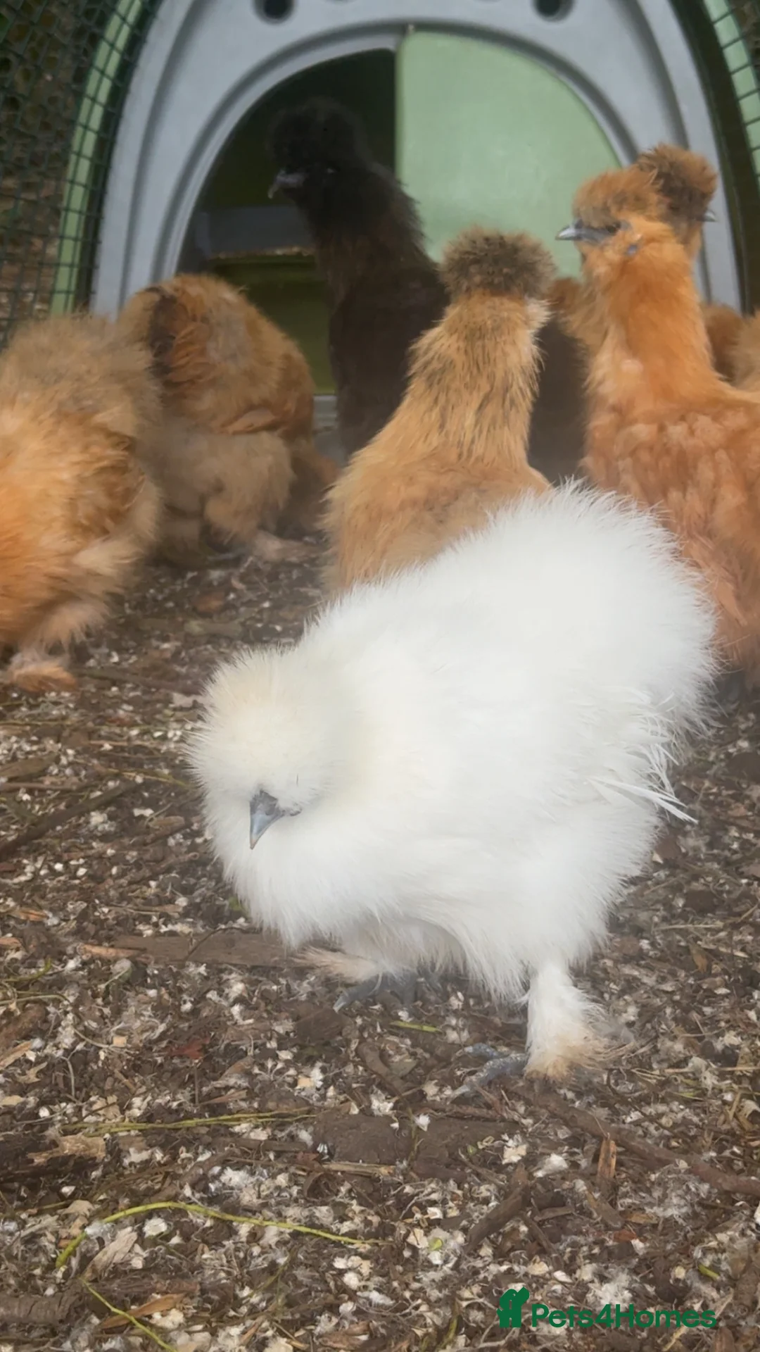 Chickens poultry for sale: Silkie hens x8 kings Lynn  - Advert 1