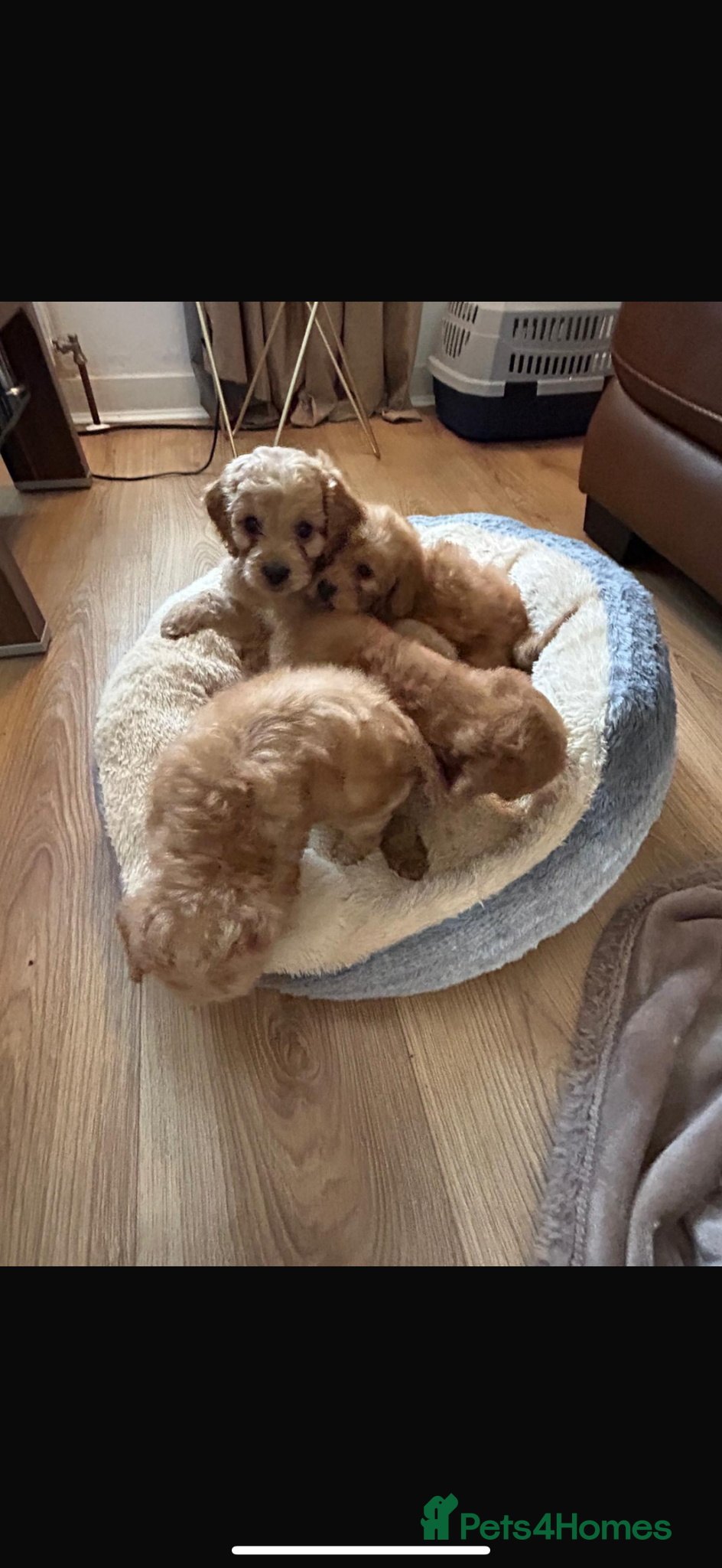 Cockapoo dogs for sale: Cockapoo puppies in Aberdeen - Advert 35