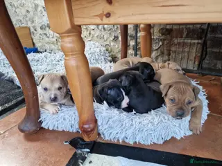 Mixed Breed dogs 8 Staffy mastiff x bulldog bully puppies - Advert 18