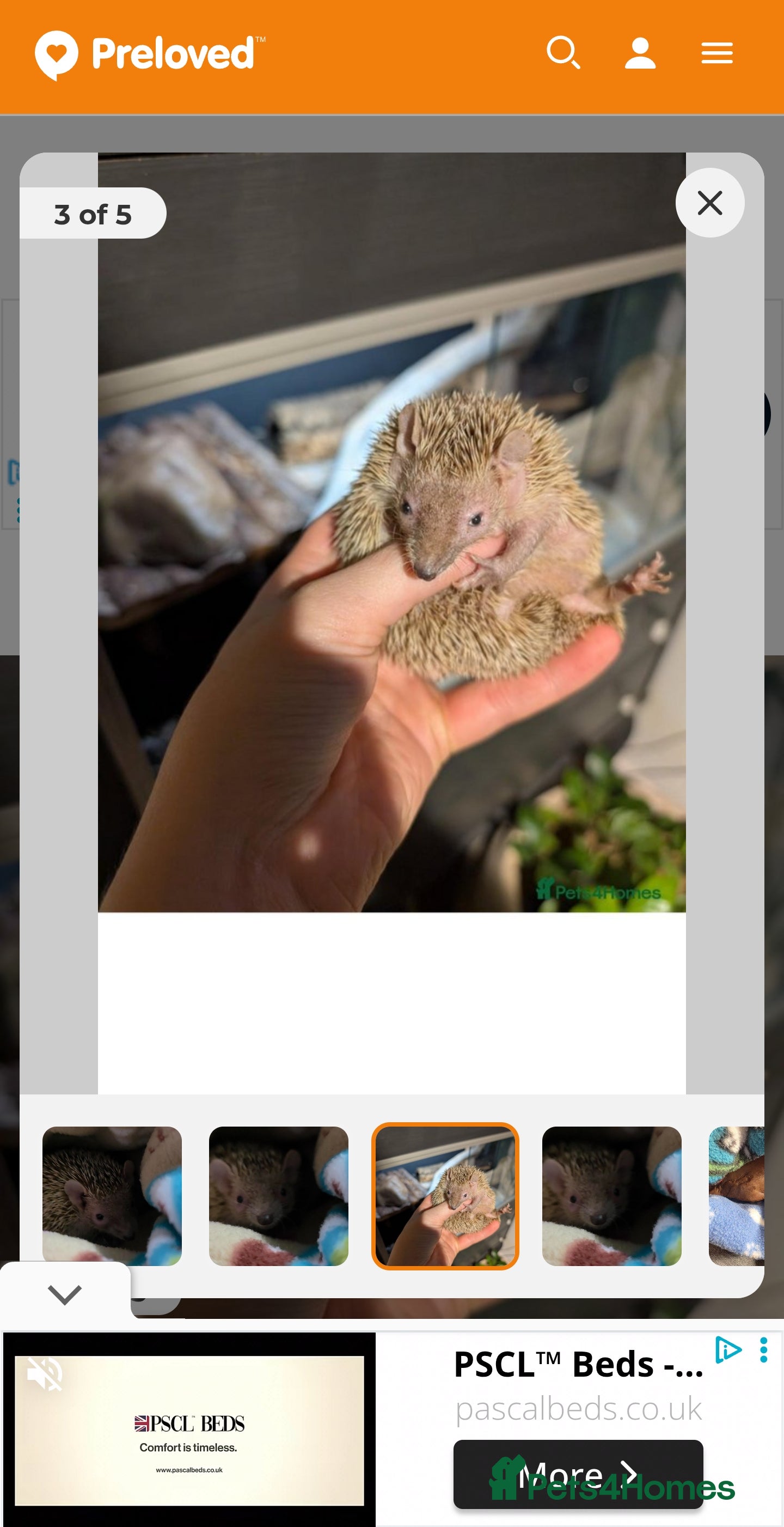 Pygmy Hedgehog rodents lesser tenerc hedgehog  - Advert 10