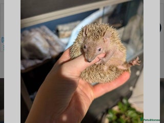 Pygmy Hedgehog rodents lesser tenerc hedgehog - Advert 11