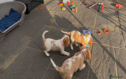 Cavalier King Charles Spaniel dogs for sale: Cavalier King Charles  - Image 16