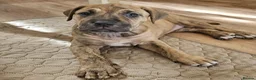 Mixed Breed dogs for sale: Bullmastiff cross cane corso - Advert 32