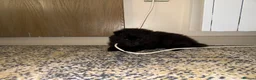 Pomeranian dogs for sale: Pomeranian puppies  - Advert 4
