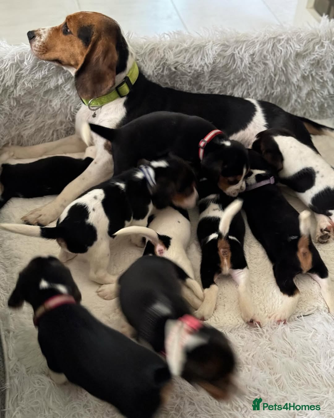 Beagle dogs for sale: Beagle Puppies  Friendly - Image 8