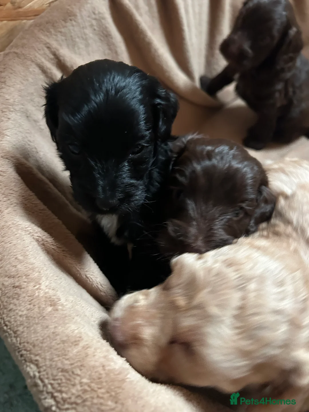 Cockapoo dogs for sale: Cockerpoo puppies  - Advert 2