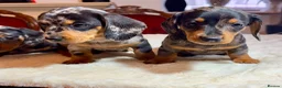 Miniature Dachshund dogs for sale: dachshunds puppies  - Advert 4