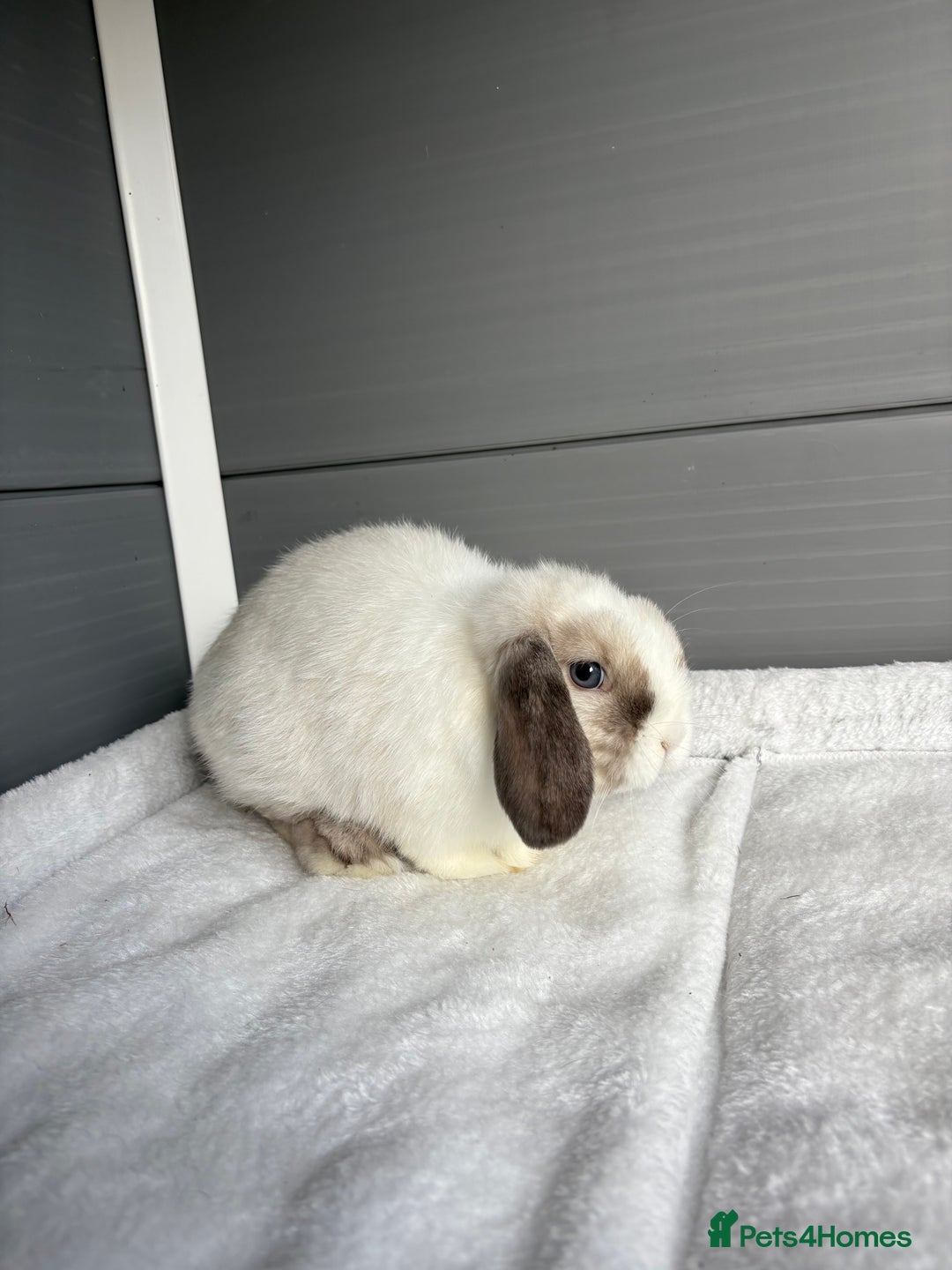 Mini Lop rabbits for sale: Stunning mini lops  - Image 14