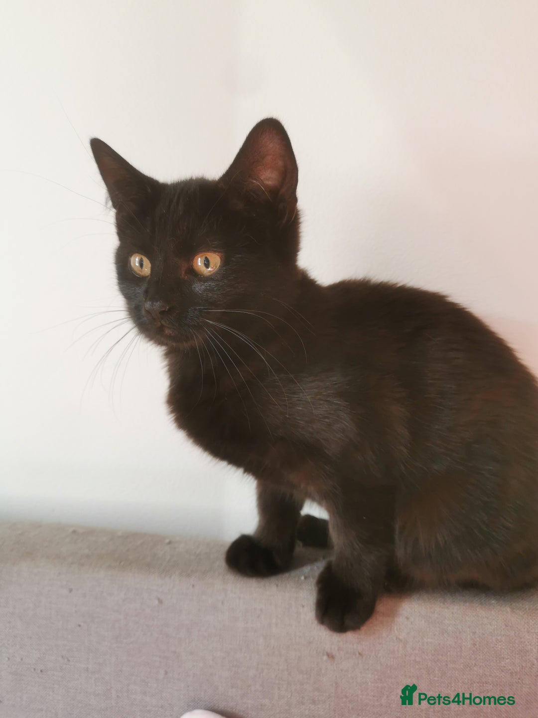 Bombay cats for sale: 6 beautiful Bombay kittens  - Image 2