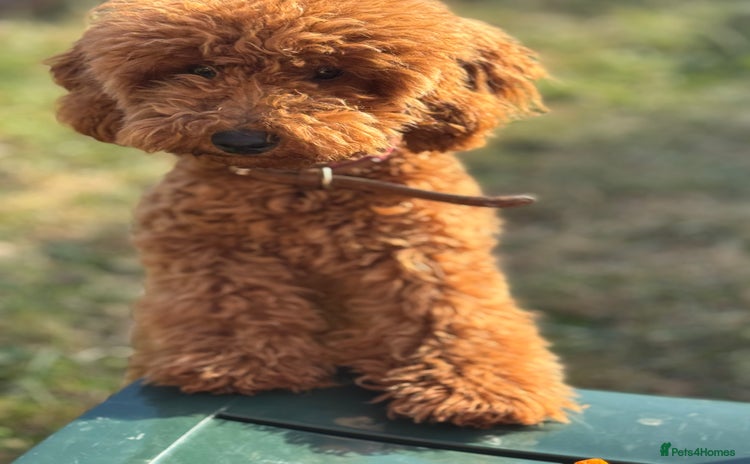 Toy Poodle dogs - Advert 5