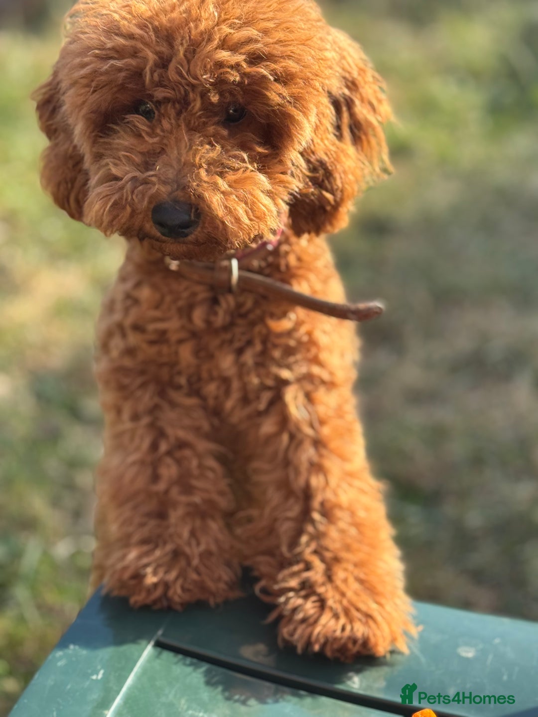 Toy Poodle dogs for sale: Beautiful 5-Month-Old Red Toy Poodle Boy  🐩❤️  - Image 1