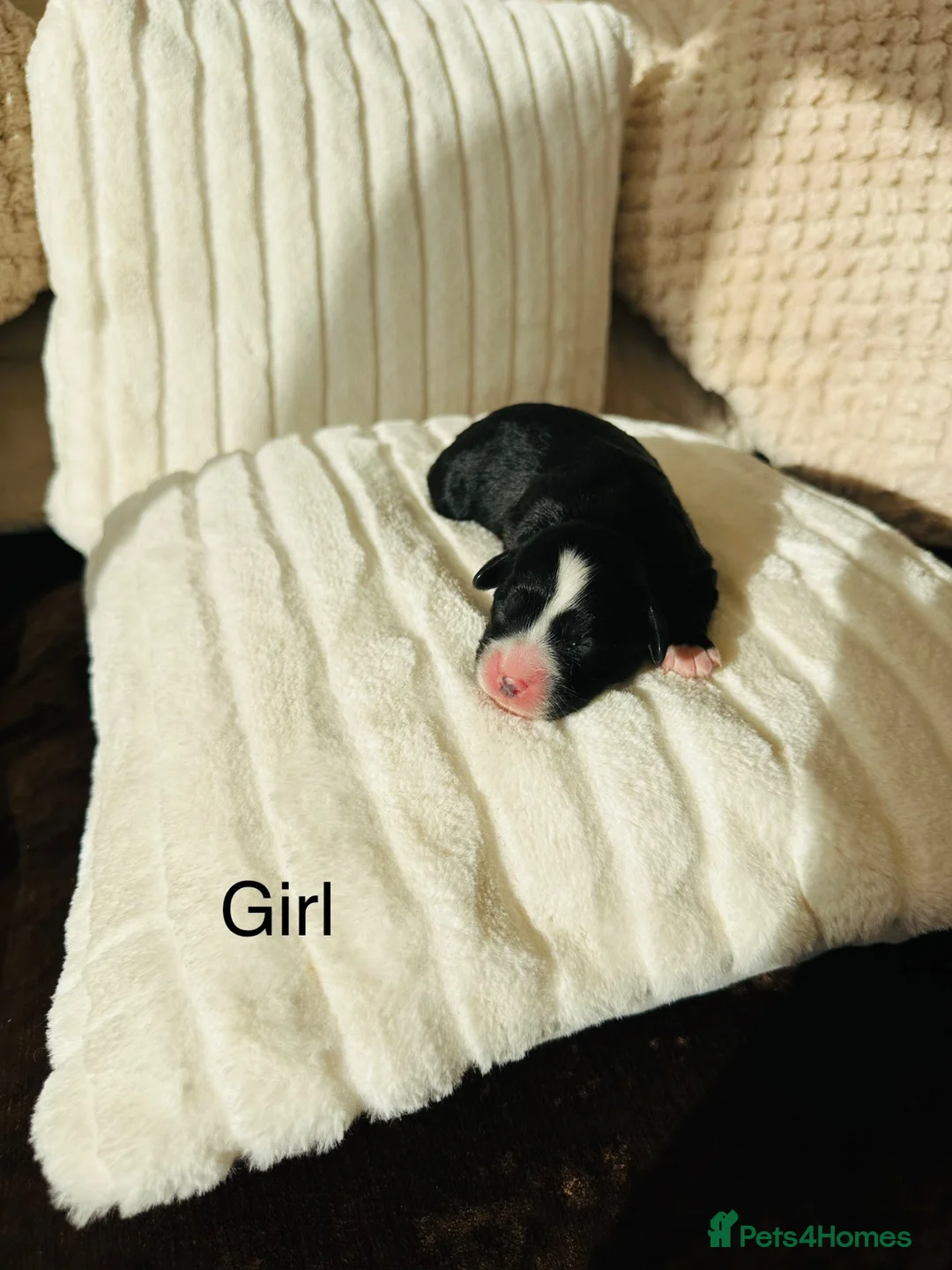 Cavapoo dogs for sale: Stunning F1 cavapoo’s - Advert 2