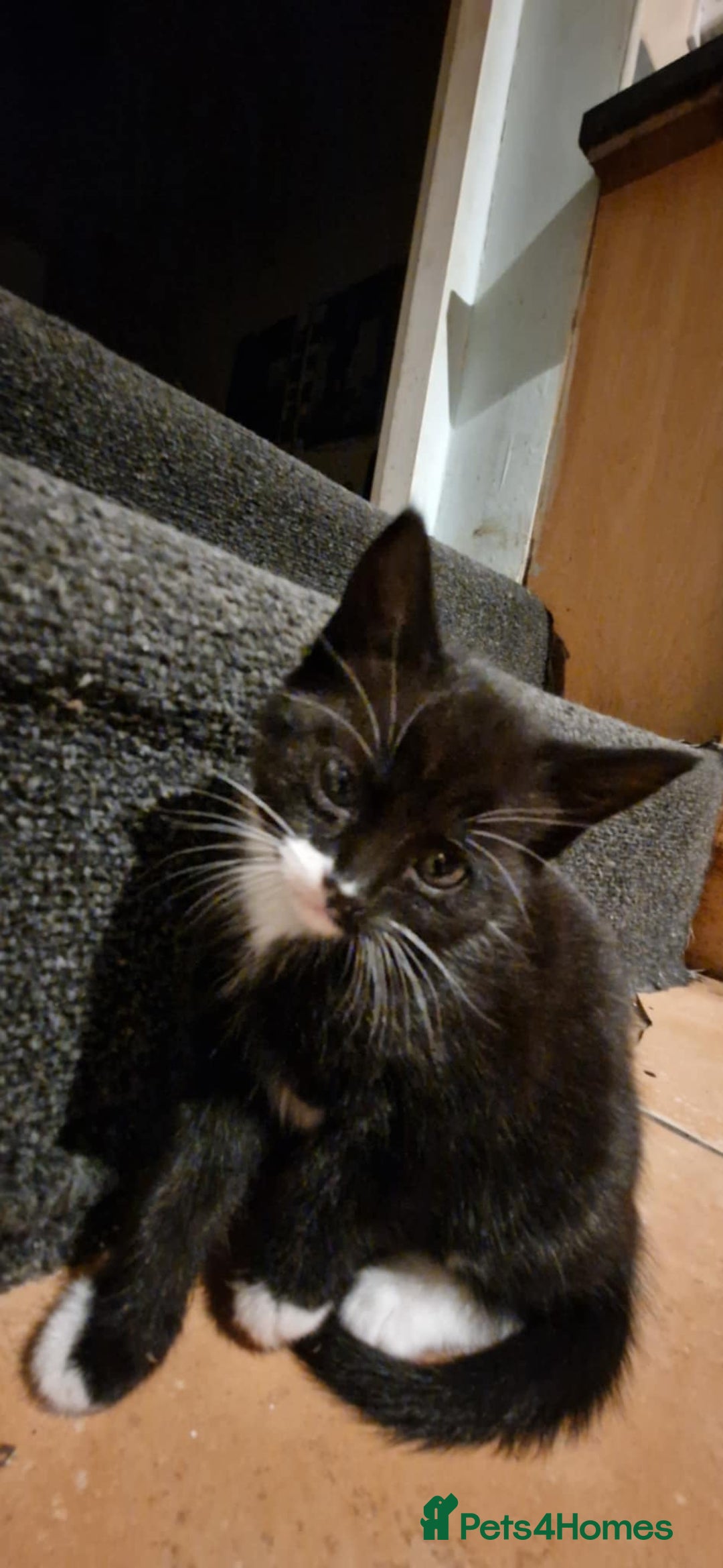 British Shorthair cats for sale: kittens for sale - Image 1